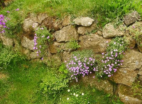 Purple wallflowers among the rocks