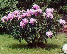225px-Peonies