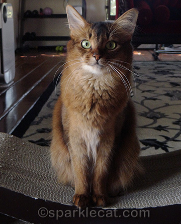 I'm a blogger, supermodel and therapy cat in training!