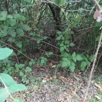 If you look carefully, you can see the nest, which looks like a pile of brush but is carefully constructed.