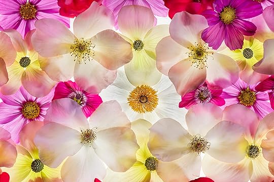 Flowering Dogwood & Friends © Harold Davis