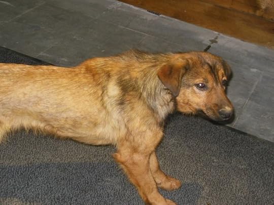 brown stray dog - Google Search