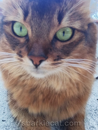 It's hard to adjust focus with paw pads