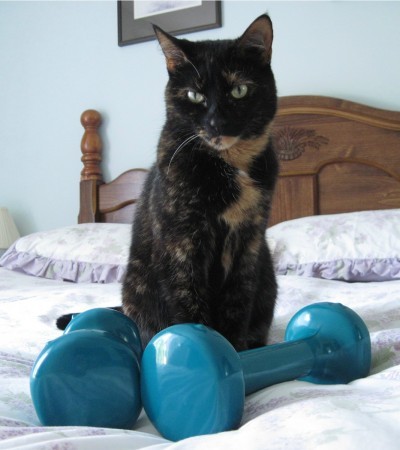 cat-exercise