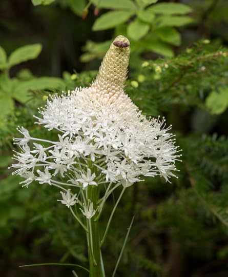X. tenax on Larch Mountain