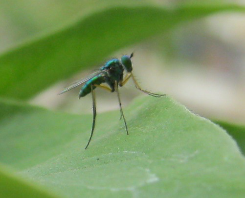 insect green closeup IMG_0001 14.5.15