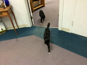 Cedric and Rowena Shop Cats.