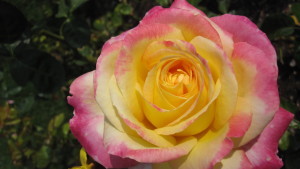 IMG_3593rose1