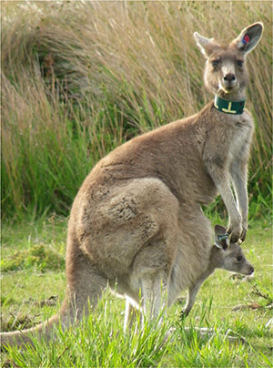 A marked kangaroo and her adopted joey. King et al PLOS One 2015 http://bit.ly/1dxRljP