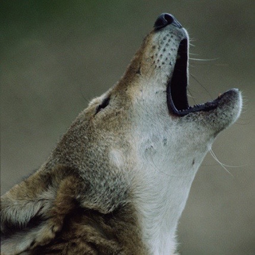 Red_wolf_howl_(9129960062).jpg