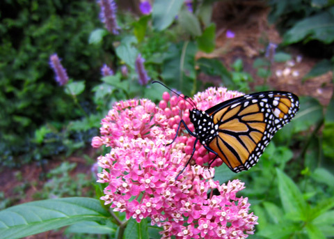 Photo: Milkweed backgrounder