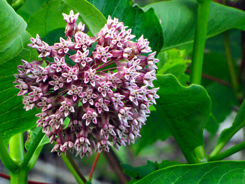 Common-milkweed_BlueRidgeKitties.jpg