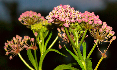 Swamp-milkweed_Danny-Barron.jpg