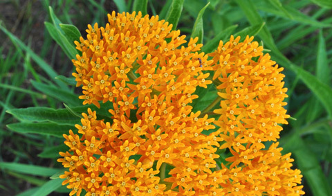 Butterflyweed_Aaron-Carlson.jpg