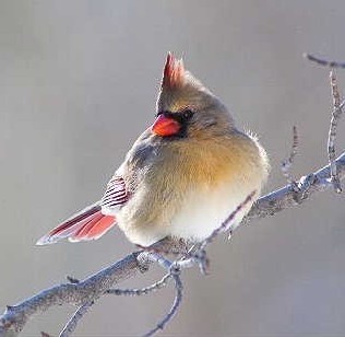 legless cardinal