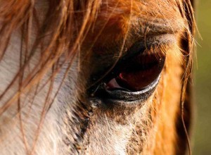 Le Freak, the SPD Steed