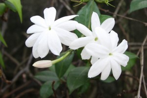 Jasmine-Flower 2
