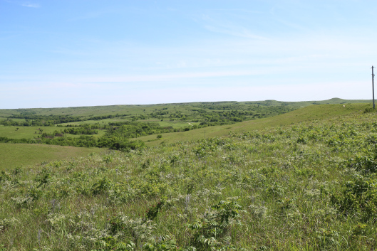 Konza Prairie