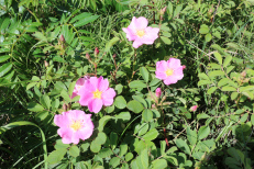 Wild prairie rose