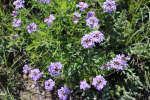 Verbena