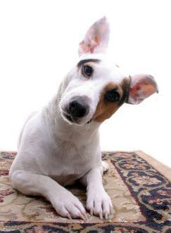 dog_treat_ingredients