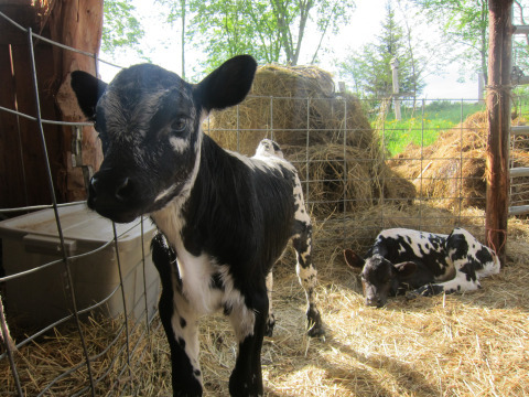 And then there were two