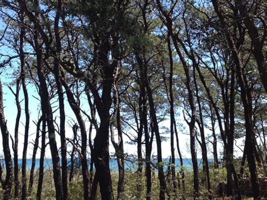 on the walk from beach to oak bluffs