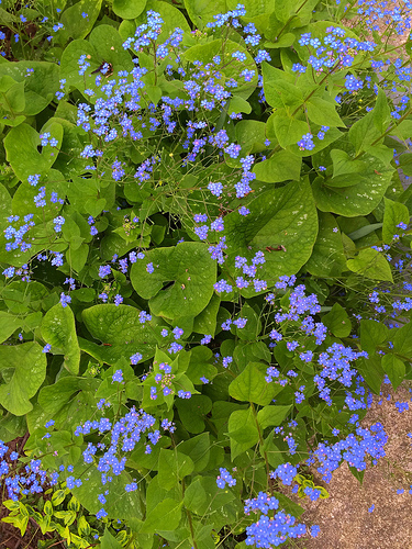 Mom's garden 2
