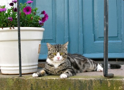 poisonous-plants-cats