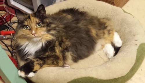 tortie-prevents-house-fire
