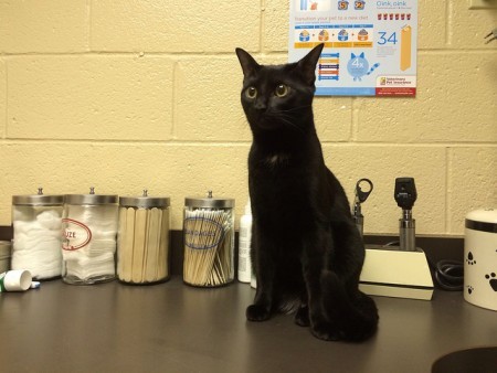 cat-at-vet