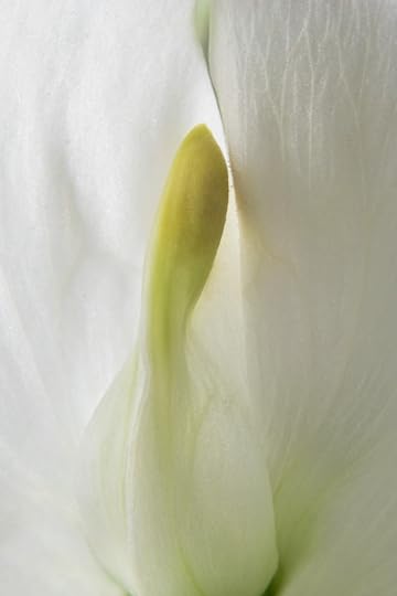 Flowering Sweet Pea © Harold Davis
