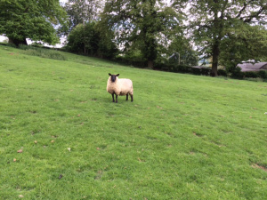 A Sheep Near Winchcombe