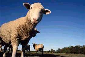 sheep