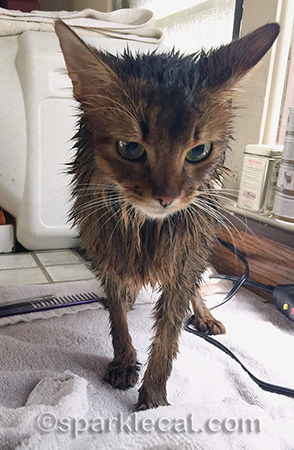 To towel dry me, my human holds me like a baby - I don't like that part either