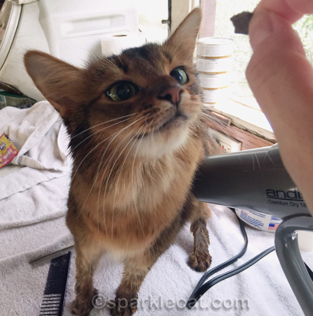 Treats make everything okay!