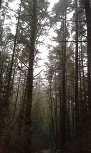 Forest.