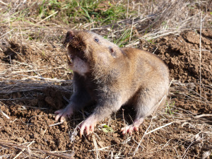 Camas_pocket_gopher_(3)