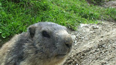 stock-footage-closeup-of-a-marmot-in-wildlife-near-saas-fee-switzerland