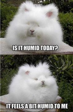 humid