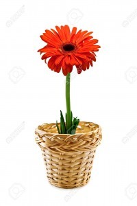 4300397-single-red-flower-on-vine-pot-Stock-Photo