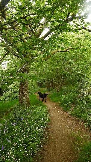 Wildflower path