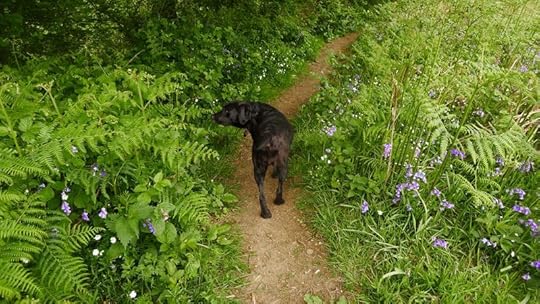 Wildflower path 3