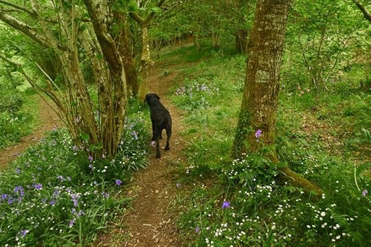 Wildflower path 4