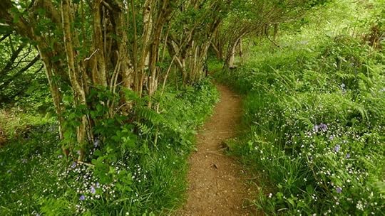 Wildflower path 5