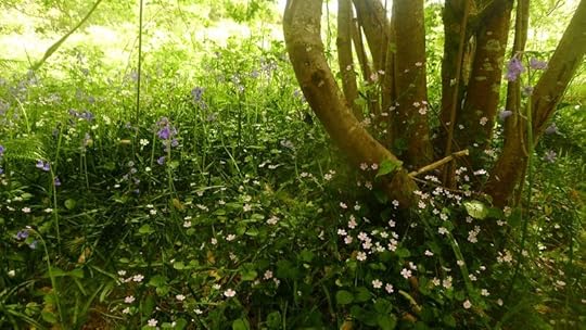 Wildflower path 6