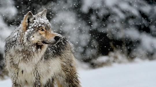 courage wolf