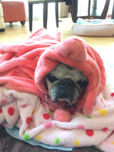 Jelly - cold in the morning, so Akemi bundles her up.