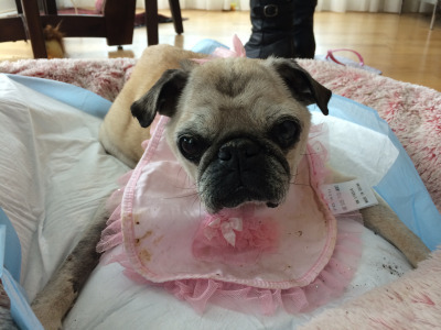 Jelly - a notoriously messy eater, so Akemi got her a little something.