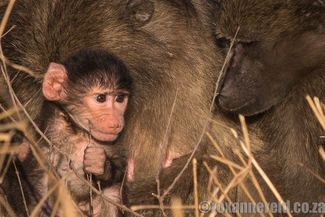 Young baboon, Kruger National Park